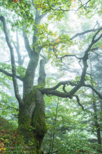 Baum Buche Nebel