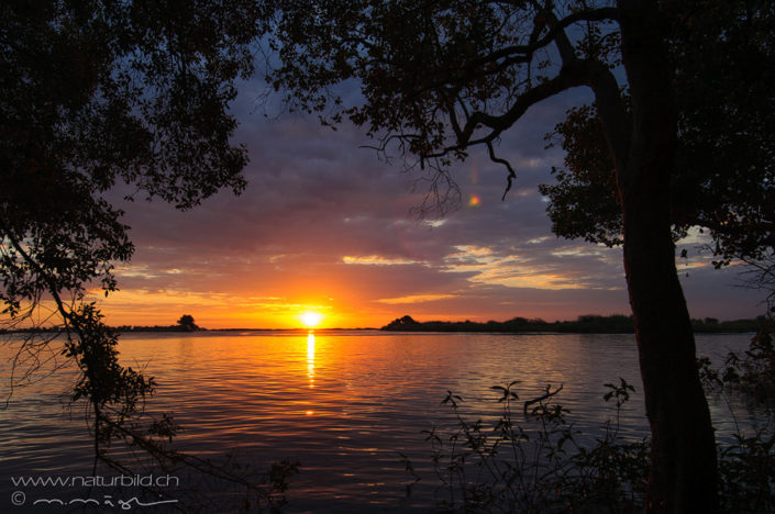 Afrika Chobe Botswana