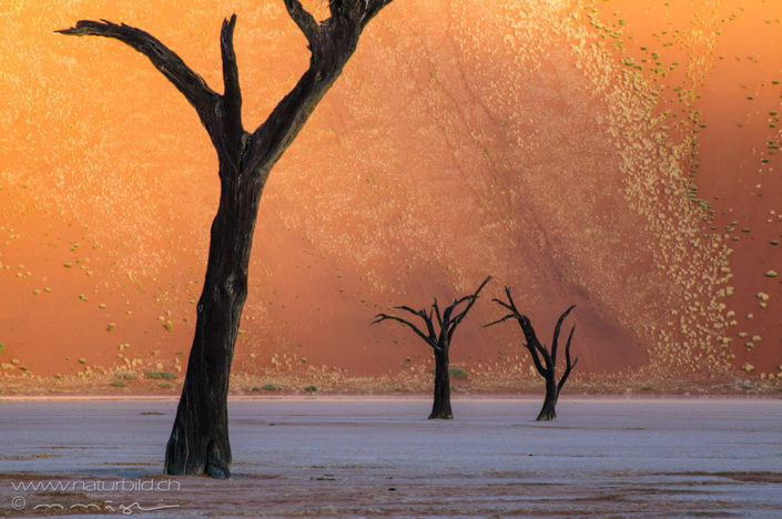 Afrika Deadvlei Bäume