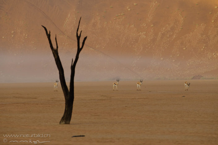 Namibia Deadvlei Impala