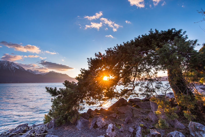 Genfersee Ufer Baum