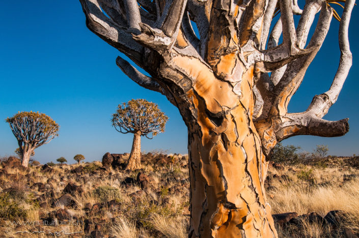 Afrika Koecherbaumwald Steppe