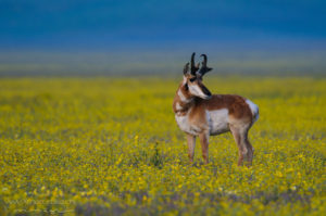 Pronghorn Antilope Huftier Weise